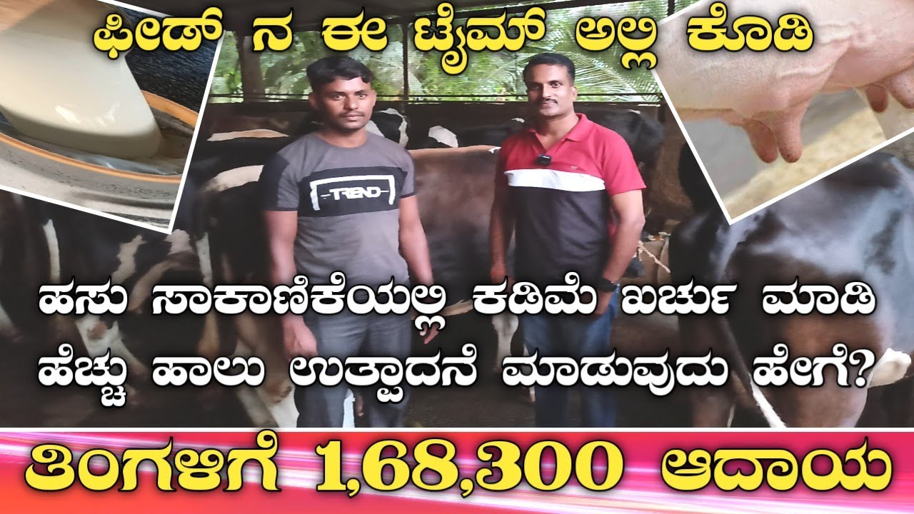 ಹಸು ನಂಬಿ ಕೆಟ್ಟವರು ಇಲ್ಲ|ಜೋಳದ ಚಿಪ್ಸ್|Barley malt|Barley oats|cow feeds in kannada|feeds|