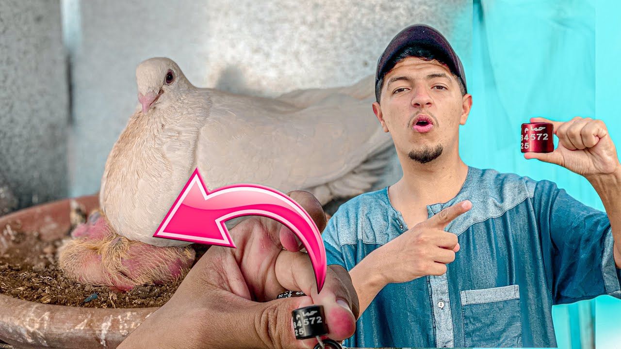 توليعة في زغليل حمام انتاج 2026 😍 تركيب الخواتم 🤔