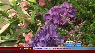 30th annual St. Cecilia Flower Festival this Weekend