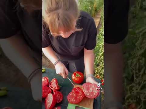 Сорт Алтайский мясистый #сад #дача #семенаалтая #томаты - YouTube