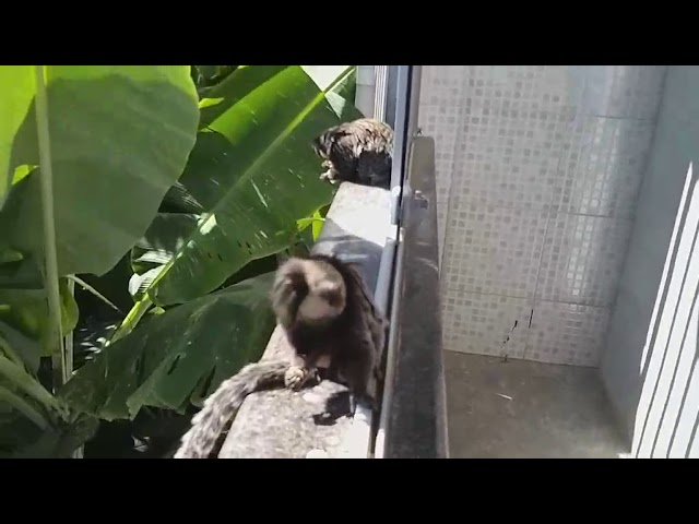 Foto de Saguis Silvery Macaco Branco Callithrix Argentata Sentado No Galho  Da Árvore No Habitat Macaco Raro Do Brasil Natureza Selvagem Floresta  Rochosa Com Animal e mais fotos de stock de Parque