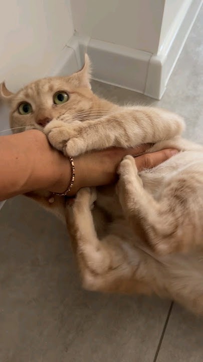 Преступление без наказания) - YouTube