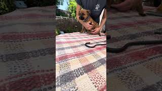 EJedpups2.0 - nails w/guillotine by MyStaffords 27 views 10 months ago 1 minute, 54 seconds