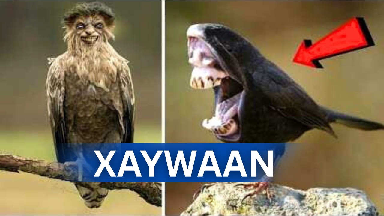 XAYWAANO MINDI ISTICMAALO AYAA JIRO