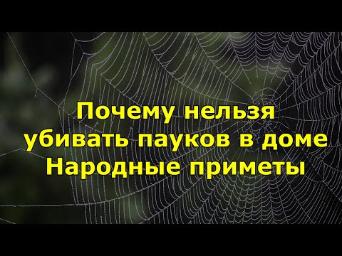 Почему нельзя убивать пауков в доме. Народные приметы.