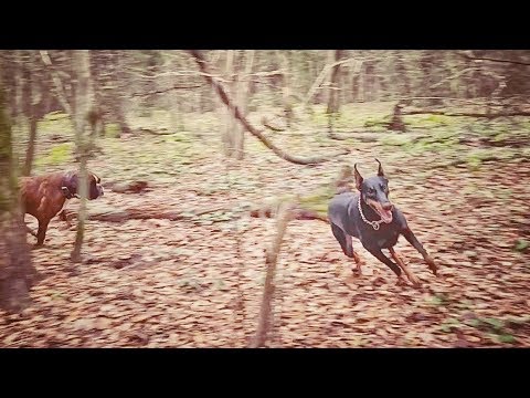 Немецкий боксер.ВЫДЕРЖКА на ТЕЧНУЮ суку ДОБЕРМАНА