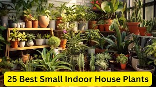 25 Best Small Indoor House Plants That Will Fit in Even the Tiniest Apartments || #indoorplants by nsfarmhouse 29 views 1 month ago 3 minutes, 18 seconds