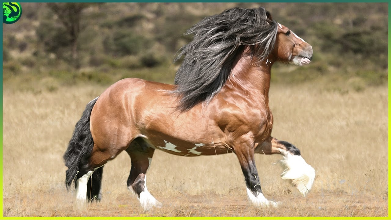 Las 12 Razas de Caballos Más Poderosas del Mundo - YouTube