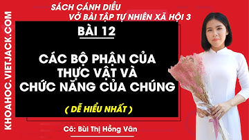 Vở bài tập Tự nhiên xã hội Lớp 3 Bài 12: Các bộ phận thực vật và chức năng - trang 38 | Cánh diều