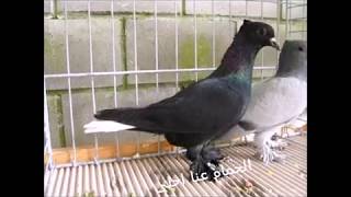 سلسة انواع الطيور  smooth pigeons species
27- حمام الأرجوان أبيض الذيل Argovien White Tail Pigeons