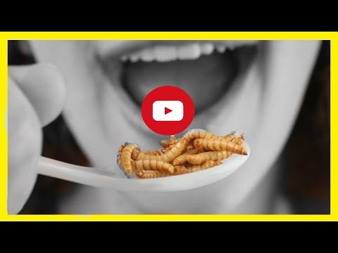 Видео: Какво яде червеи?