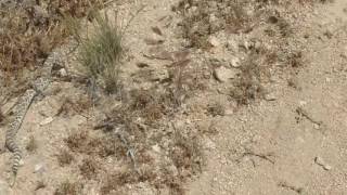 PCT Day 38: Tehachapi to Golden Oaks Spring