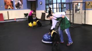 K9 University Chicago: Fit Paws Work Out for Pit Pals