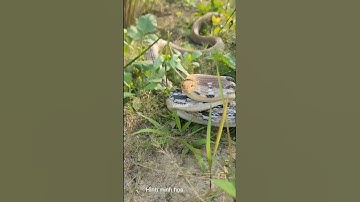 Rắn hổ ngựa bắt chuột ven đường #shortvideo #snake #dongvat #animals #thegioidongvat #short