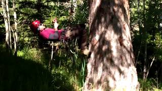 Dot Zero Mutlimedia - Mountain Dog Tree Care - Vail Valley, Colorado
