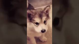 OMG! So Cute Huskies