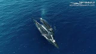 Highlights Season 2022 in São Miguel, Azores | TERRA AZUL™ by Azores Whale Watching TERRA AZUL™ 669 views 1 year ago 2 minutes, 4 seconds