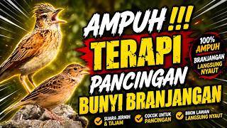  Terapi Pancingan Branjangan Ombyokan Ampuh  Pancingan Biar Cepat Bunyi terapibranjangan