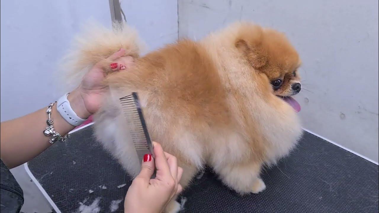"CUTEST" POMERANIAN EVER. AMAZING SCISSORS WORK 🐶 ️ DOG GROOMING YouTube