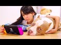 ロッキーと一緒にゲーム♪眠そうなロッキーが可愛い♡【アメリカンピットブル】(American Pitbull)