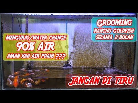 810 Cara Menguras Aquarium Ikan Mas Koki HD Terbaru