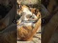 Hilarious Funny Cat The Ultimate Compilation  Comedy #FunnyCats #CatCompilation #CrazyCats #sillycat