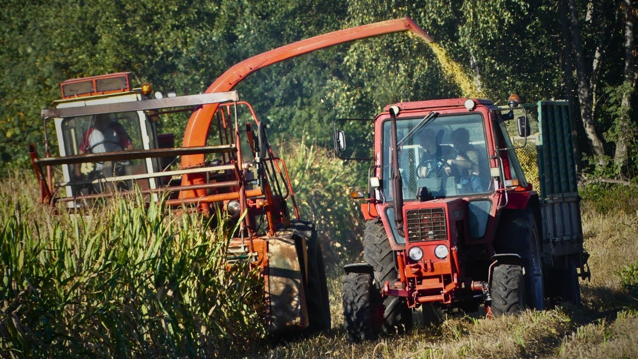 Polska sieczkarnia Orkan Z-350 i PIĘĆ zestawów w zbiorze kukurydzy!!