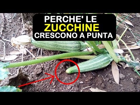 Video: Perché scarsità di munizioni da 22 litri?