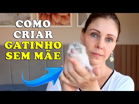 Vídeo: Como introduzir um novo gato para sua família felina