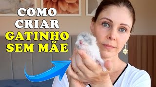 COMO CUIDAR E ALIMENTAR GATINHO ÓRFÃO QUE NÃO TEM A MÃE - Gatil Hauser