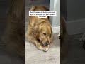 how to treat dog allergy #dogs #puppy #doglife #BetterWild #fyp #cutedogs #funnydogs #ad