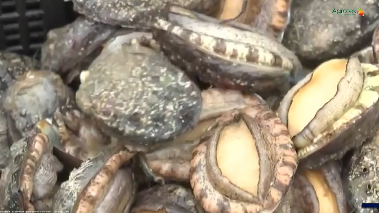Agrotek Kerang Abalon Kerang Super Mahal Berharga 350 Ribu Per Kilo