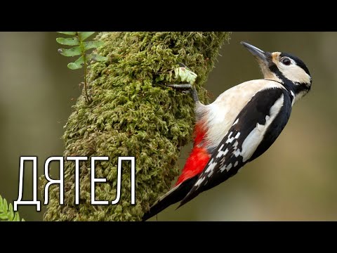 Video: Black woodpecker - one of the orderlies of the forest