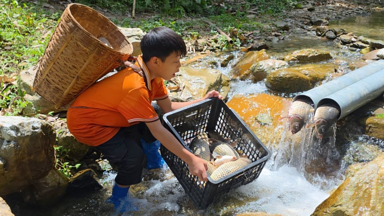 Using PVC pipes to trap fish in a small stream, Bac harvested 10kg of carp for sale.