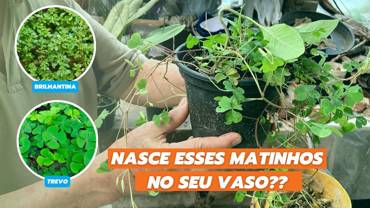 Orquídea CATTLEYA em perigo - Masuji Kayasima