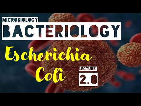 Escherichia Coli|Lecture 02|Bloody Diarrhea..its cause and pathogenesis| Hemolytic Uremic syndrome