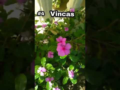 Video: Flores perennes sin pretensiones para regalar (foto)