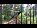 Cucak Cungkok Isian Suara Burung Gereja Burger Kimanchannel Mp3 - Mp4 Download