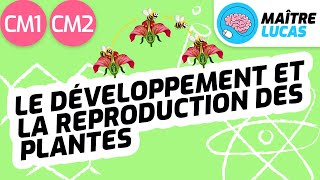 Le développement et la reproduction des plantes CM1 - CM2 - 6ème - Sciences - Le vivant