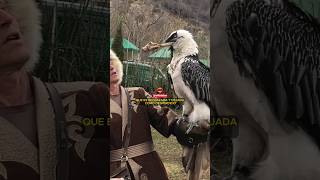 El Come Huesos El Buitre Quebrantahuesos