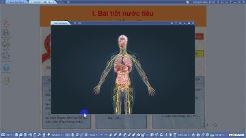 Bài 39, 40: Hệ Bài Tiết Nước Tiểu và Vệ Sinh Hệ Bài Tiết Nước Tiểu || Sinh Học 8