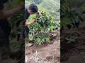 Perawatan Kopi Arabika, sangat sehat #farming #agrikultur #automobile #teknikpertanian #agro #fyp