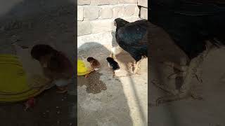 Cute Chicks With Oneclick