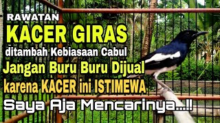 JANGAN REMEHKAN KACER GIRAS DAN CABUL || INI RAHASIA PERAWATAN CALON SPEED RAPAT DI GANTANGAN