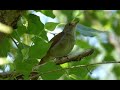 Ptice Hrvatske - Slavuj (Luscinia megarhynchos) (Birds of Croatia - Nightingale) (2/6)