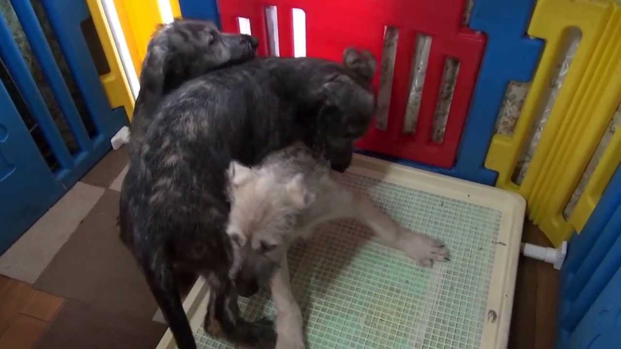 アイリッシュウルフハウンドの子犬 Aw B ブリーダーの子犬 子猫販売 Angelwan アイリッシュウルフハウンドの子犬 Aw B ブリーダーの子犬 子猫販売 Angelwan