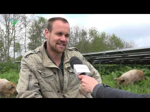 Varkens als natuurlijke grasmaaiers