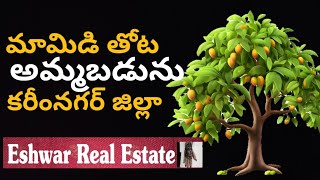 Mango Garden for sale