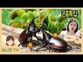 곤충특집 장수풍뎅이 사슴벌레 애벌레 식충식물 미션! ♥ 곤충키우기 킨더조이 곤충박물관 모음 뽀로로 장난감 놀이 [애니한TV]
