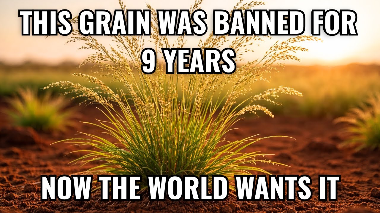 Ethiopia Banned This Grain for 9 Years to Protect Their People — Now the World Wants It